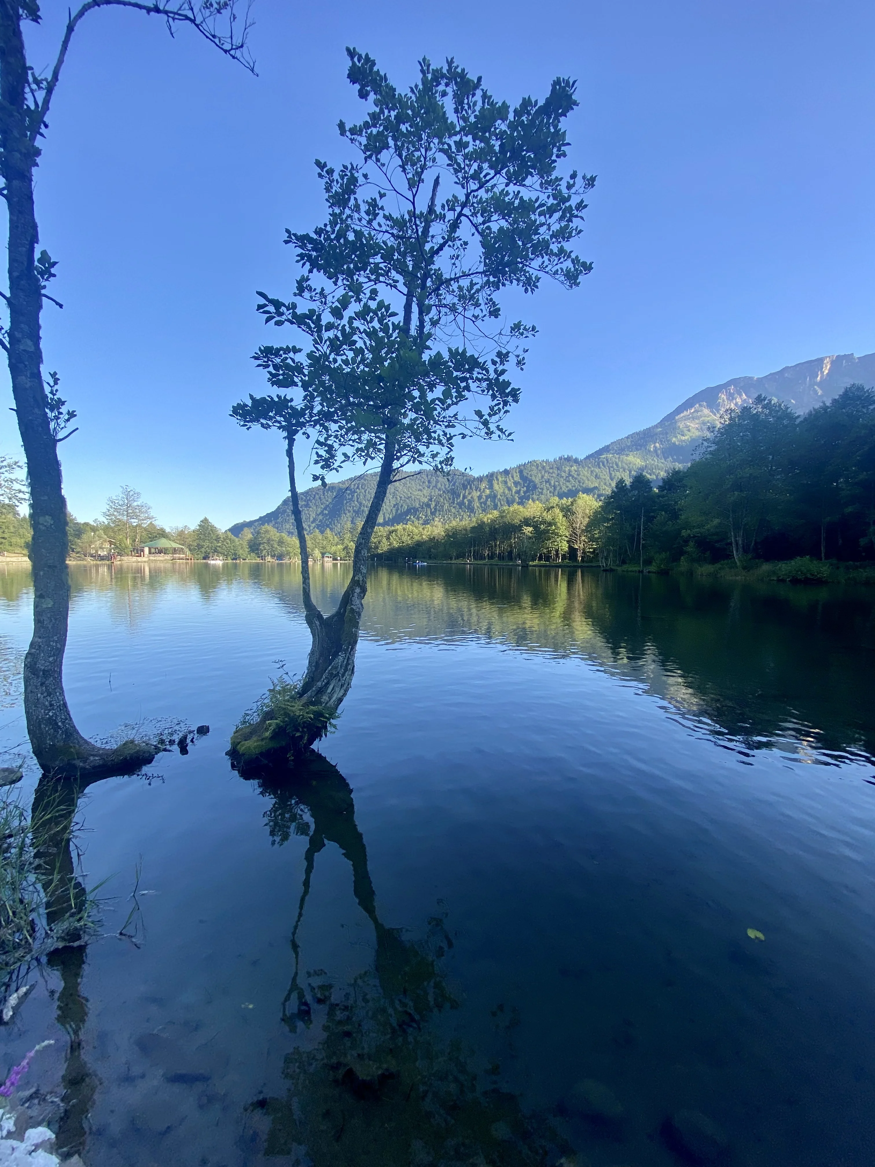 A lake, tree in front growing near the bank in the lake.